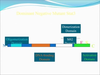 Dimerization Domain Function Cell Signaling- Arijit.ppt