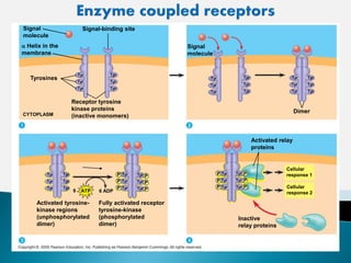 Signal
molecule
a Helix in the
membrane
Signal-binding site
Tyr
Tyr
Tyr Tyr
Tyr
Tyr
Tyrosines
Receptor tyrosine
kinase proteins
(inactive monomers)CYTOPLASM
Tyr
Tyr
Tyr Tyr
Tyr
Tyr Tyr
Tyr
Tyr Tyr
Tyr
Tyr
Tyr
Tyr
Tyr Tyr
Tyr
Tyr
Activated tyrosine-
kinase regions
(unphosphorylated
dimer)
Signal
molecule
Dimer
Fully activated receptor
tyrosine-kinase
(phosphorylated
dimer)
Tyr
Tyr
Tyr Tyr
Tyr
TyrP
P
P
P
P
PATP 6 ADP
Tyr
Tyr
Tyr Tyr
Tyr
TyrP
P
P
P
P
P
Inactive
relay proteins
Cellular
response 2
Cellular
response 1
Activated relay
proteins
6
 