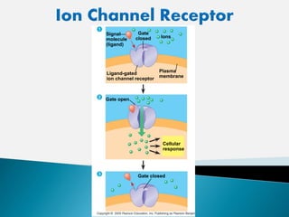 Signal
molecule
(ligand)
Gate
closed Ions
Ligand-gated
ion channel receptor
Plasma
membrane
Gate closed
Gate open
Cellular
response
 