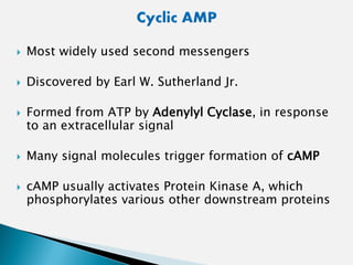  Most widely used second messengers
 Discovered by Earl W. Sutherland Jr.
 Formed from ATP by Adenylyl Cyclase, in response
to an extracellular signal
 Many signal molecules trigger formation of cAMP
 cAMP usually activates Protein Kinase A, which
phosphorylates various other downstream proteins
 