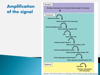 Binding of epinephrine to G-protein-linked receptor (1 molecule)
Reception
Transduction
Inactive G protein
Active G protein (102 molecules)
Inactive adenylyl cyclase
Active adenylyl cyclase (102)
ATP
Cyclic AMP (104)
Inactive protein kinase A
Inactive phosphorylase kinase
Active protein kinase A (104)
Active phosphorylase kinase (105)
Active glycogen phosphorylase (106)
Inactive glycogen phosphorylase
Glycogen
Response
Glucose-1-phosphate
(108 molecules)
Amplification
of the signal
 