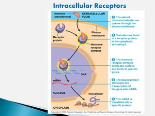 EXTRACELLULAR
FLUID
Plasma
membrane
The steroid
hormone testosterone
passes through the
plasma membrane.
Testosterone binds
to a receptor protein
in the cytoplasm,
activating it.
The hormone-
receptor complex
enters the nucleus
and binds to specific
genes.
The bound protein
stimulates the
transcription of
the gene into mRNA.
The mRNA is
translated into a
specific protein.
CYTOPLASM
NUCLEUS
DNA
Hormone
(testosterone)
Receptor
protein
Hormone-
receptor
complex
mRNA
New protein
Intracellular Receptors
 