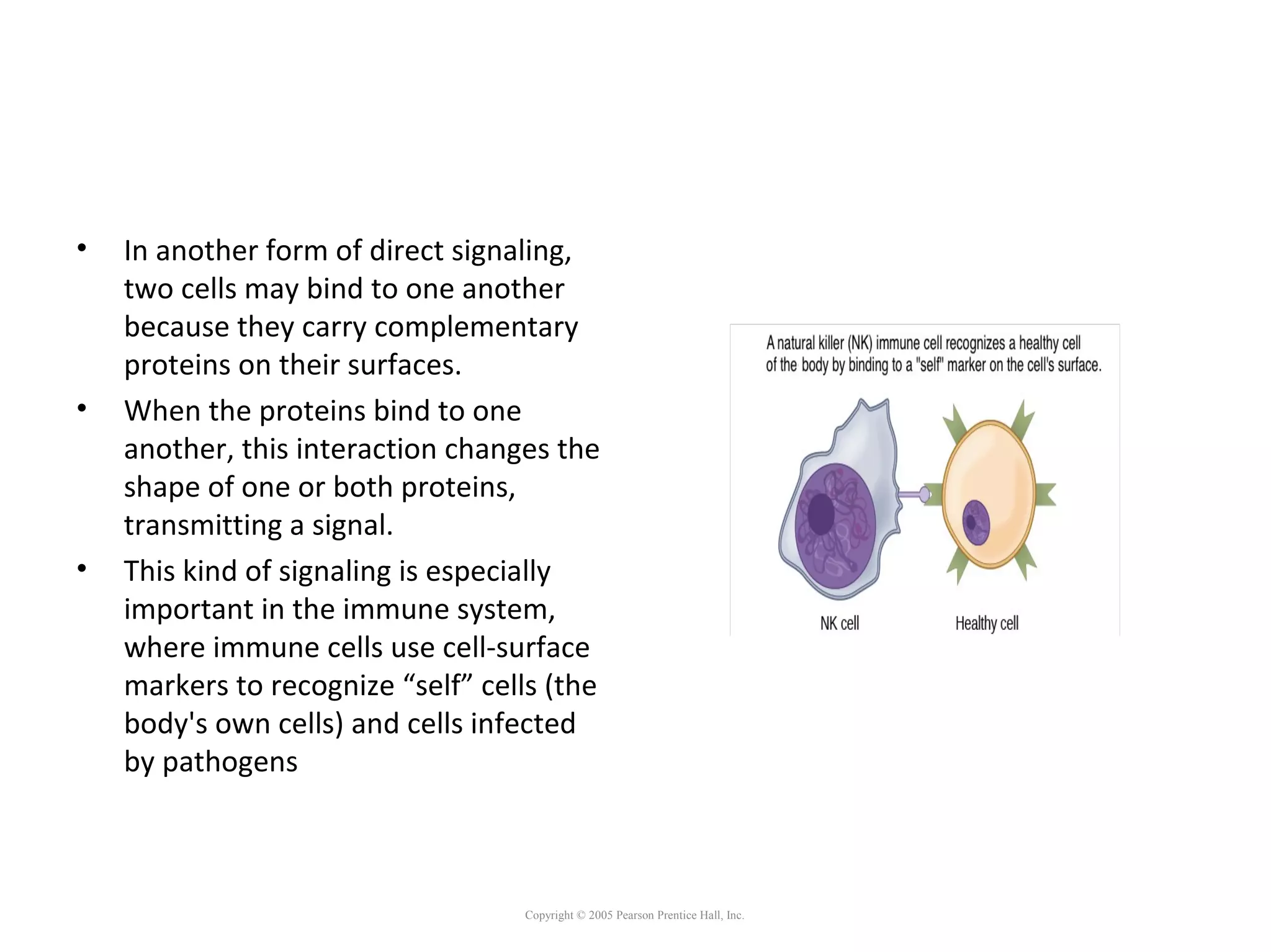 • In another form of direct signaling,
two cells may bind to one another
because they carry complementary
proteins on their surfaces.
• When the proteins bind to one
another, this interaction changes the
shape of one or both proteins,
transmitting a signal.
• This kind of signaling is especially
important in the immune system,
where immune cells use cell-surface
markers to recognize “self” cells (the
body's own cells) and cells infected
by pathogens
Copyright © 2005 Pearson Prentice Hall, Inc.
 