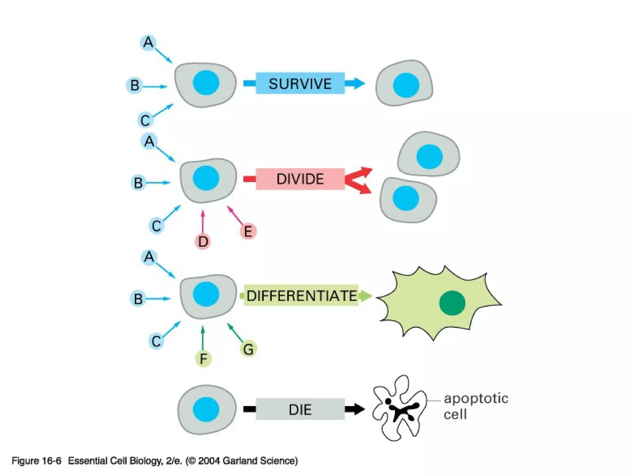 16_06_extracellular_sig.jpg
Copyright © 2005 Pearson Prentice Hall, Inc.
 