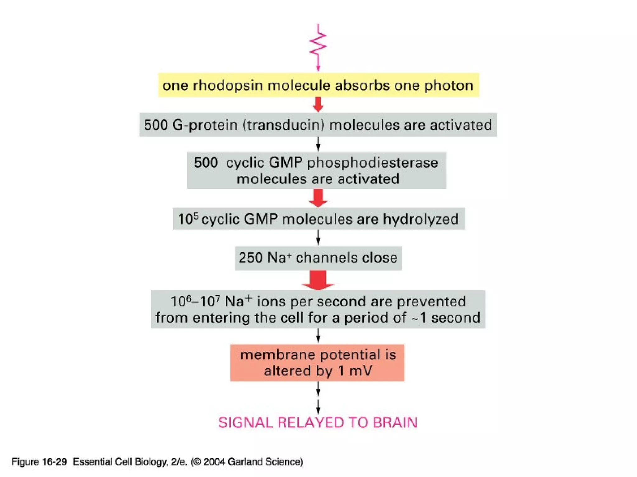 16_29_amplifies_light.jpg
Copyright © 2005 Pearson Prentice Hall, Inc.
 
