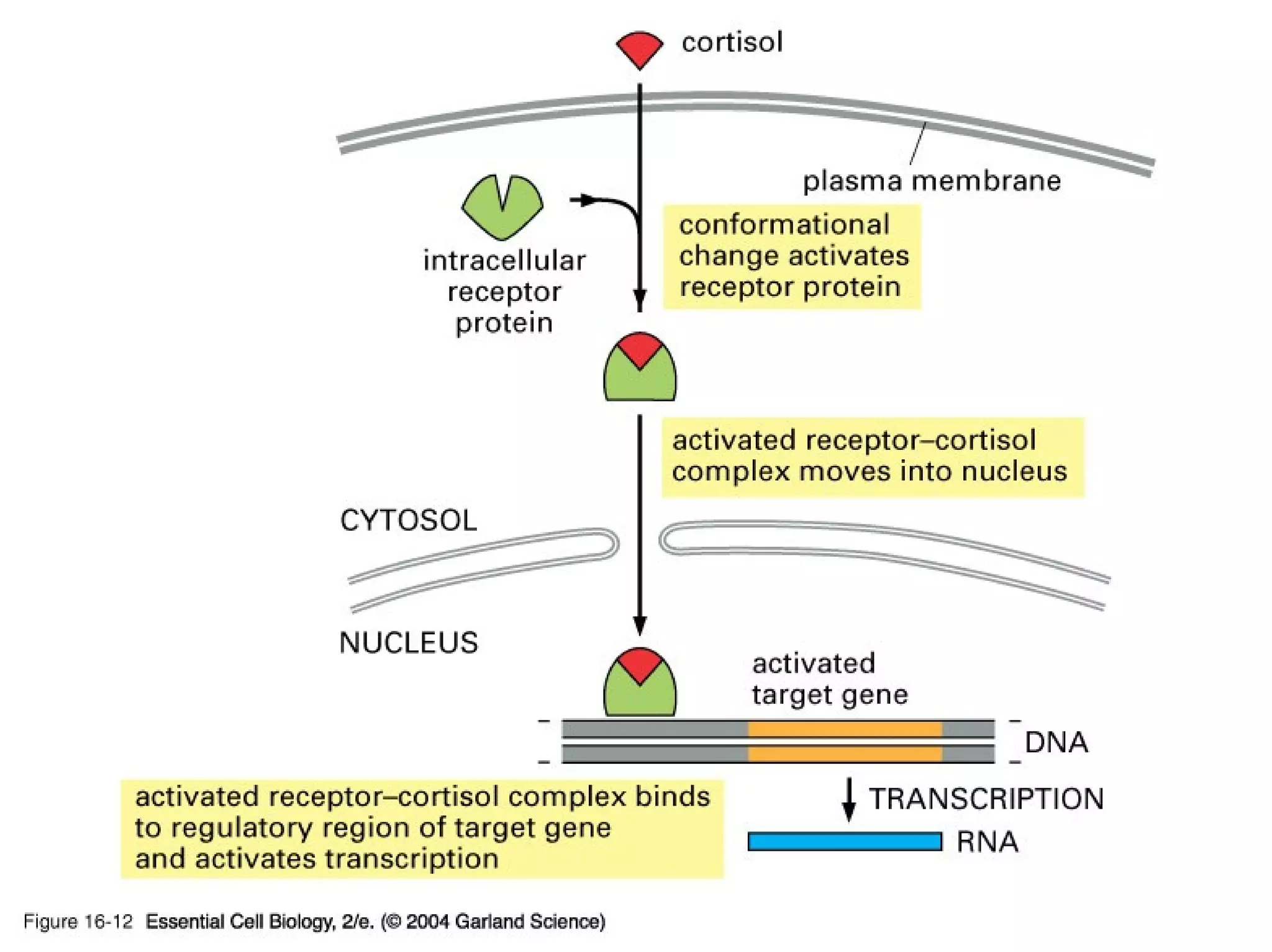 16_12_cortisol.jpg
Copyright © 2005 Pearson Prentice Hall, Inc.
 