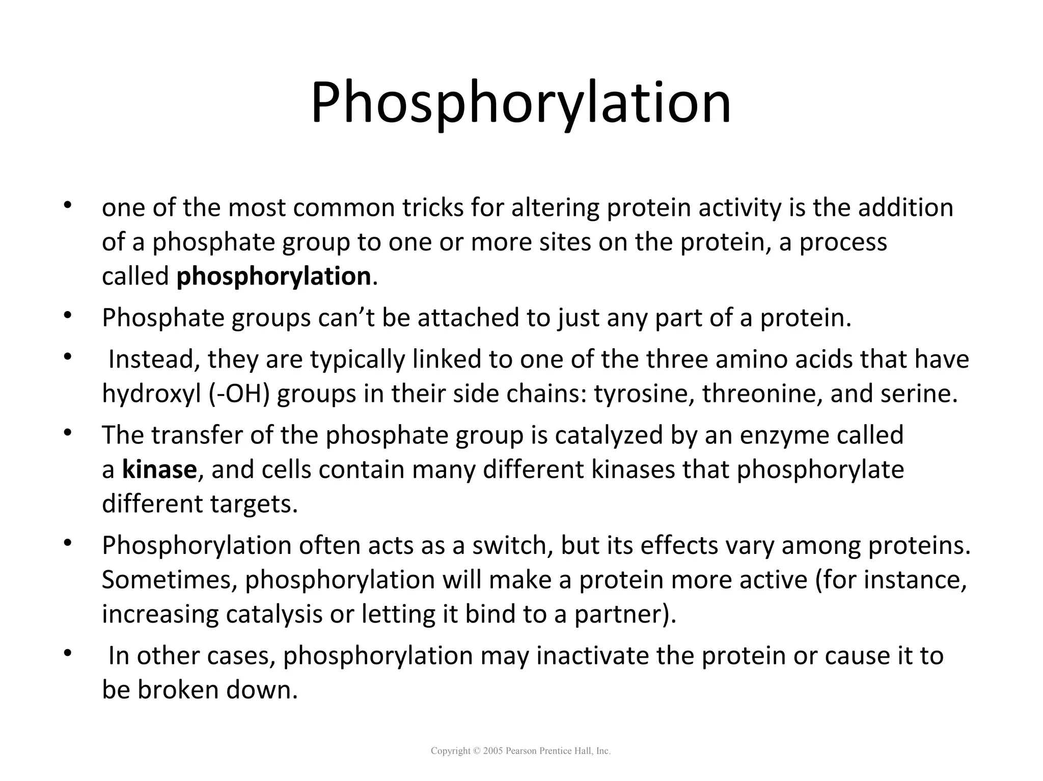 Phosphorylation
• one of the most common tricks for altering protein activity is the addition
of a phosphate group to one or more sites on the protein, a process
called phosphorylation.
• Phosphate groups can’t be attached to just any part of a protein.
• Instead, they are typically linked to one of the three amino acids that have
hydroxyl (-OH) groups in their side chains: tyrosine, threonine, and serine.
• The transfer of the phosphate group is catalyzed by an enzyme called
a kinase, and cells contain many different kinases that phosphorylate
different targets.
• Phosphorylation often acts as a switch, but its effects vary among proteins.
Sometimes, phosphorylation will make a protein more active (for instance,
increasing catalysis or letting it bind to a partner).
• In other cases, phosphorylation may inactivate the protein or cause it to
be broken down.
Copyright © 2005 Pearson Prentice Hall, Inc.
 