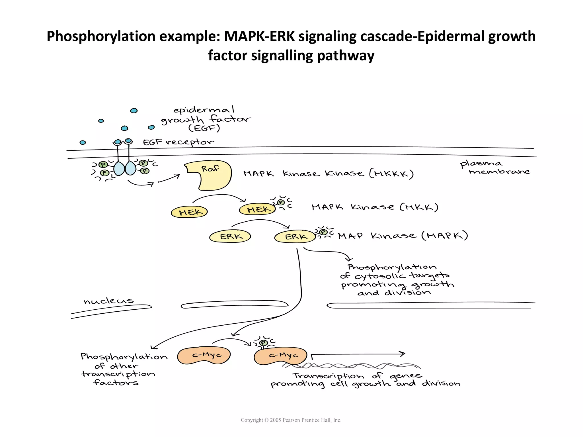 Phosphorylation example: MAPK-ERK signaling cascade-Epidermal growth
factor signalling pathway
Copyright © 2005 Pearson Prentice Hall, Inc.
 