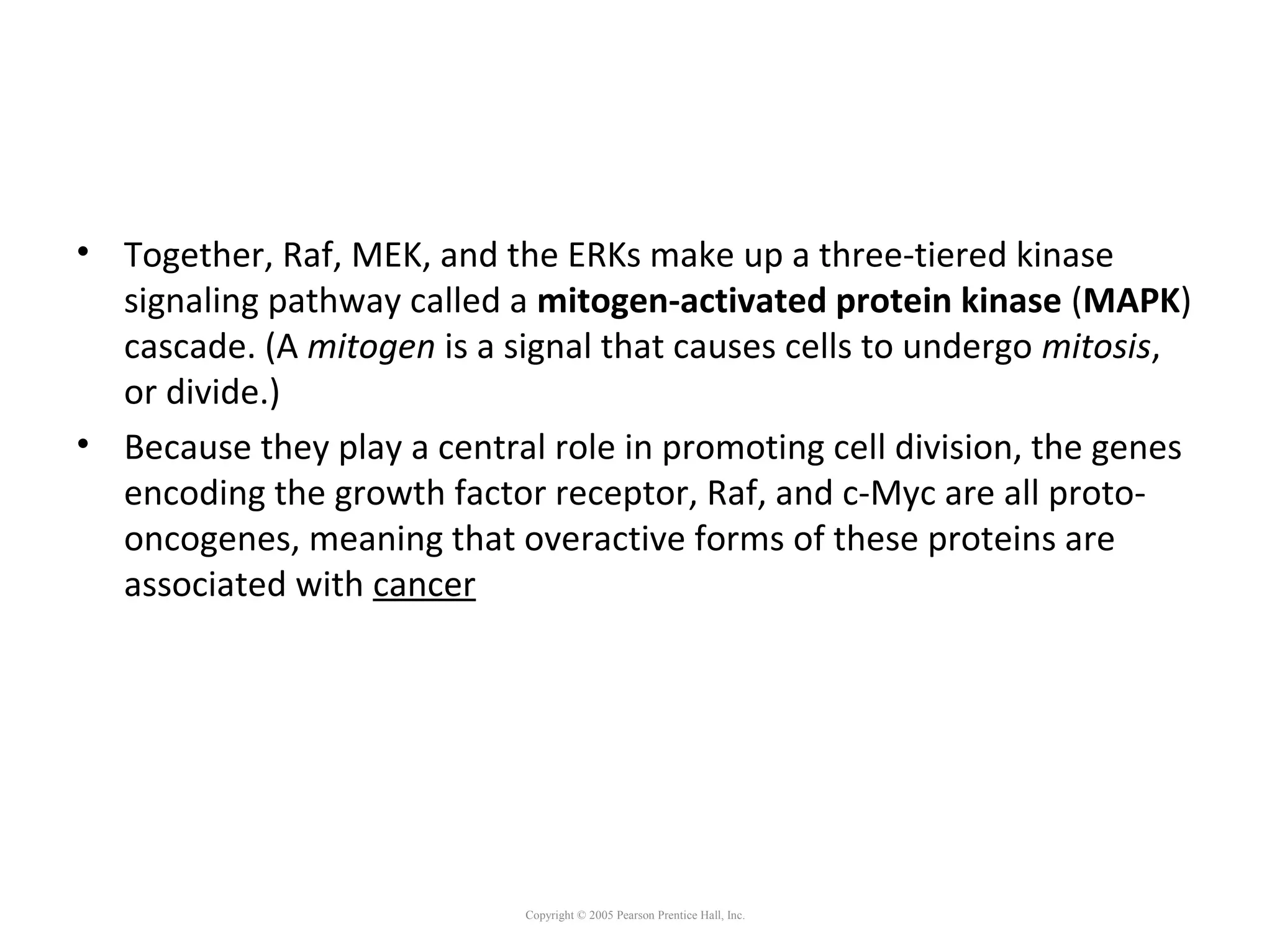 • Together, Raf, MEK, and the ERKs make up a three-tiered kinase
signaling pathway called a mitogen-activated protein kinase (MAPK)
cascade. (A mitogen is a signal that causes cells to undergo mitosis,
or divide.)
• Because they play a central role in promoting cell division, the genes
encoding the growth factor receptor, Raf, and c-Myc are all proto-
oncogenes, meaning that overactive forms of these proteins are
associated with cancer
Copyright © 2005 Pearson Prentice Hall, Inc.
 