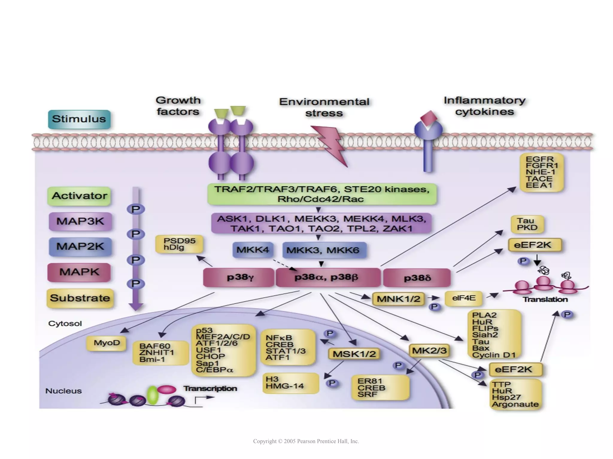 Copyright © 2005 Pearson Prentice Hall, Inc.
 