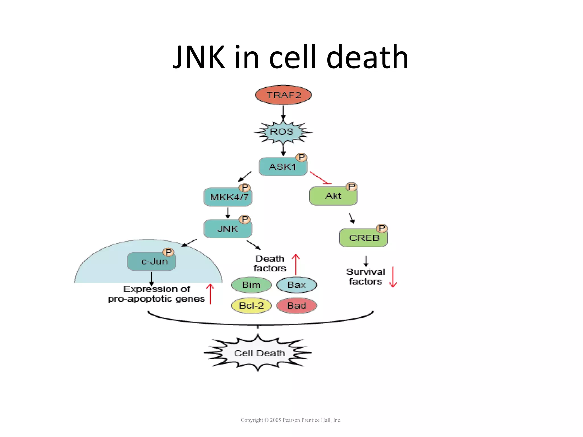 JNK in cell death
Copyright © 2005 Pearson Prentice Hall, Inc.
 