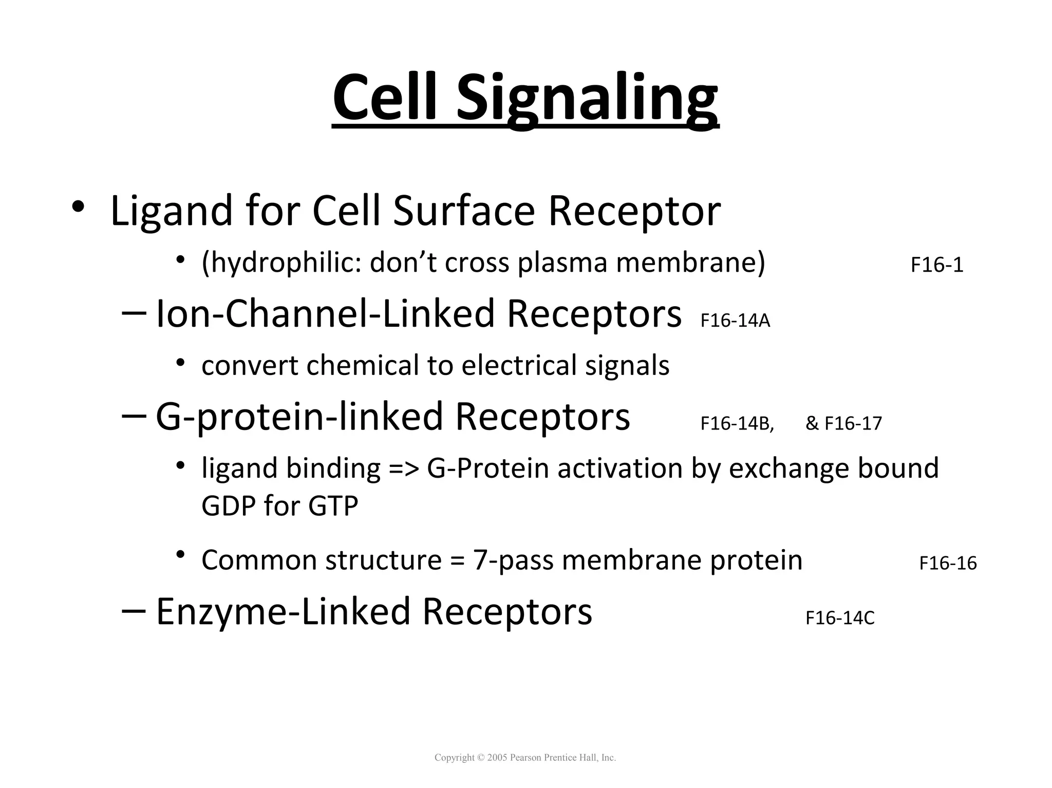 Cell Signaling
• Ligand for Cell Surface Receptor
• (hydrophilic: don’t cross plasma membrane) F16-1
– Ion-Channel-Linked Receptors F16-14A
• convert chemical to electrical signals
– G-protein-linked Receptors F16-14B, & F16-17
• ligand binding => G-Protein activation by exchange bound
GDP for GTP
• Common structure = 7-pass membrane protein F16-16
– Enzyme-Linked Receptors F16-14C
Copyright © 2005 Pearson Prentice Hall, Inc.
 