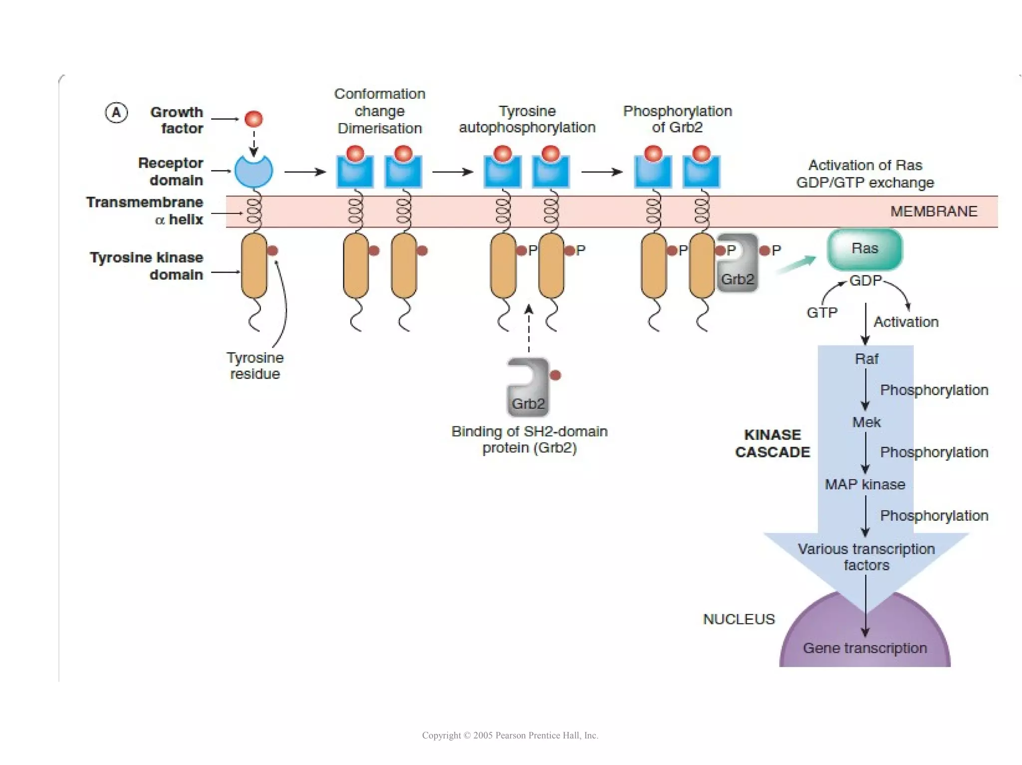 Copyright © 2005 Pearson Prentice Hall, Inc.
 