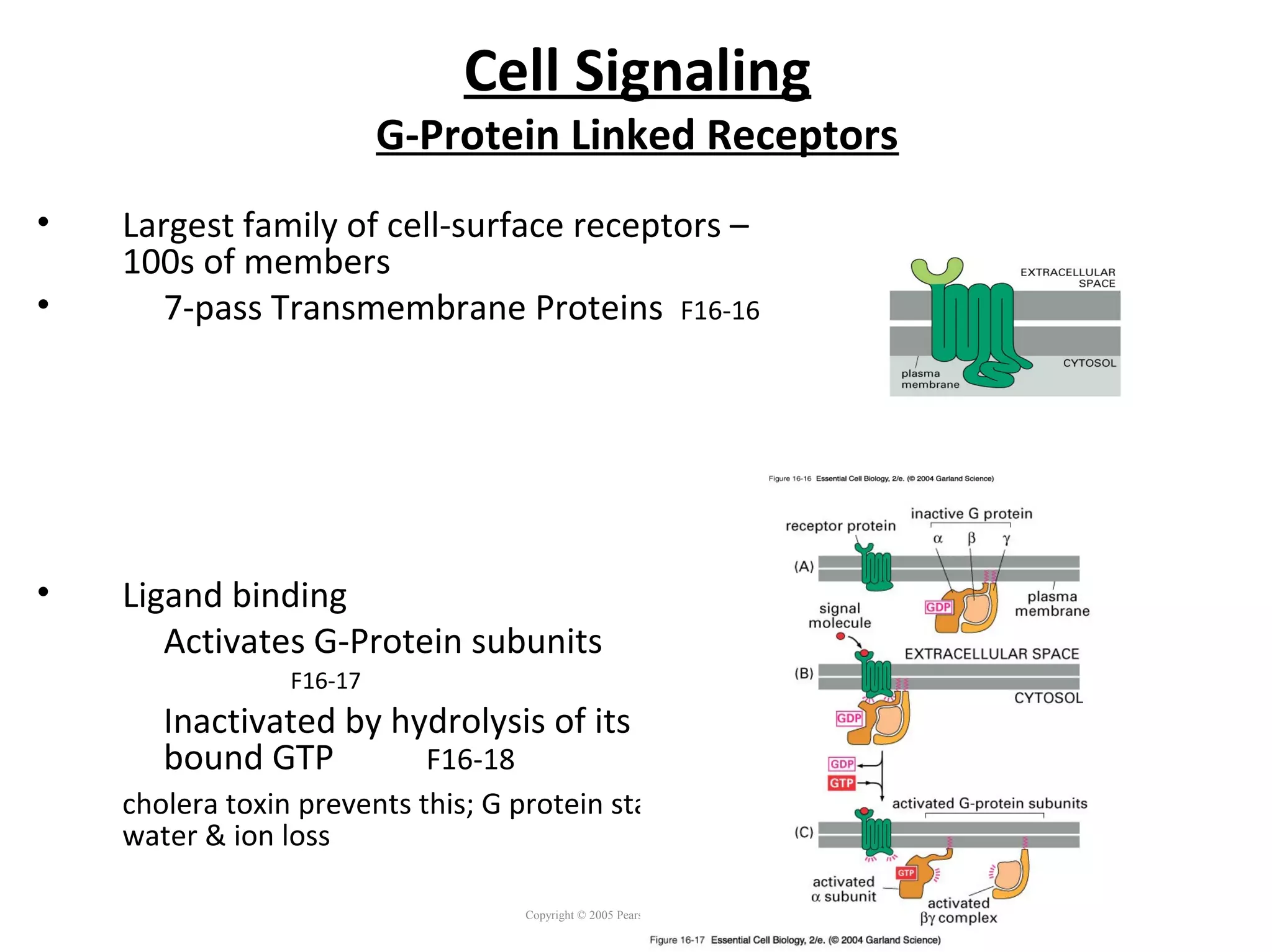 Cell Signaling
G-Protein Linked Receptors
• Largest family of cell-surface receptors –
100s of members
• 7-pass Transmembrane Proteins F16-16
• Ligand binding
Activates G-Protein subunits
F16-17
Inactivated by hydrolysis of its own
bound GTP F16-18
cholera toxin prevents this; G protein stays on =>
water & ion loss
Copyright © 2005 Pearson Prentice Hall, Inc.
 