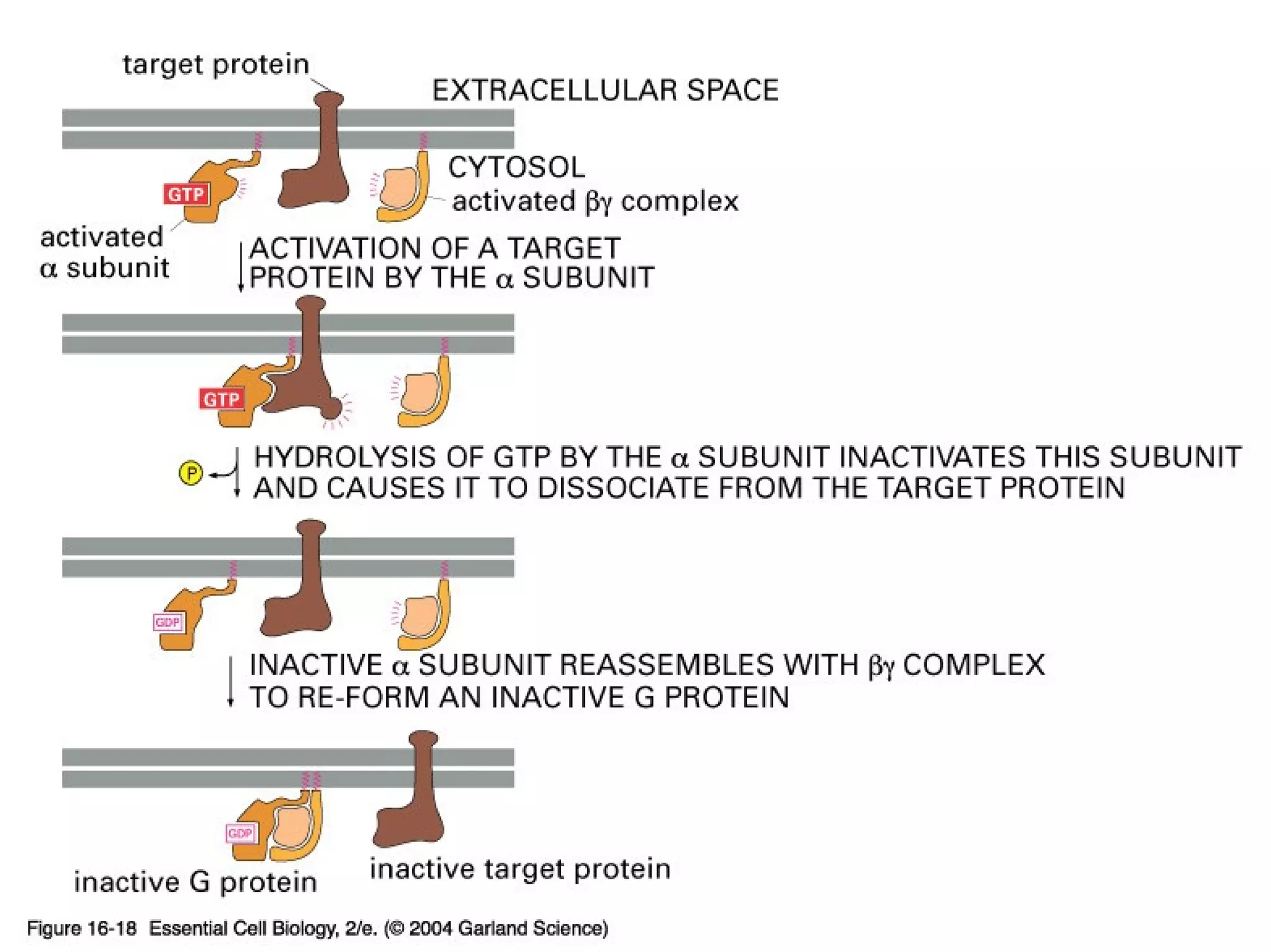 16_18_Gprot_subunit.jpg
Copyright © 2005 Pearson Prentice Hall, Inc.
 