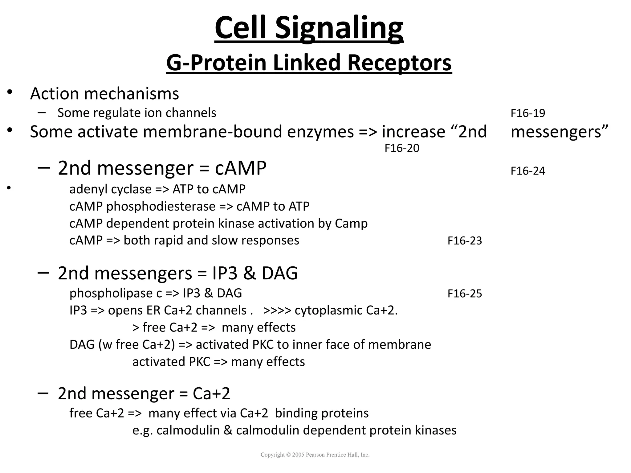 Cell Signaling
G-Protein Linked Receptors
• Action mechanisms
– Some regulate ion channels F16-19
• Some activate membrane-bound enzymes => increase “2nd messengers”
F16-20
– 2nd messenger = cAMP F16-24
• adenyl cyclase => ATP to cAMP
cAMP phosphodiesterase => cAMP to ATP
cAMP dependent protein kinase activation by Camp
cAMP => both rapid and slow responses F16-23
– 2nd messengers = IP3 & DAG
phospholipase c => IP3 & DAG F16-25
IP3 => opens ER Ca+2 channels . >>>> cytoplasmic Ca+2.
> free Ca+2 => many effects
DAG (w free Ca+2) => activated PKC to inner face of membrane
activated PKC => many effects
– 2nd messenger = Ca+2
free Ca+2 => many effect via Ca+2 binding proteins
e.g. calmodulin & calmodulin dependent protein kinases
Copyright © 2005 Pearson Prentice Hall, Inc.
 