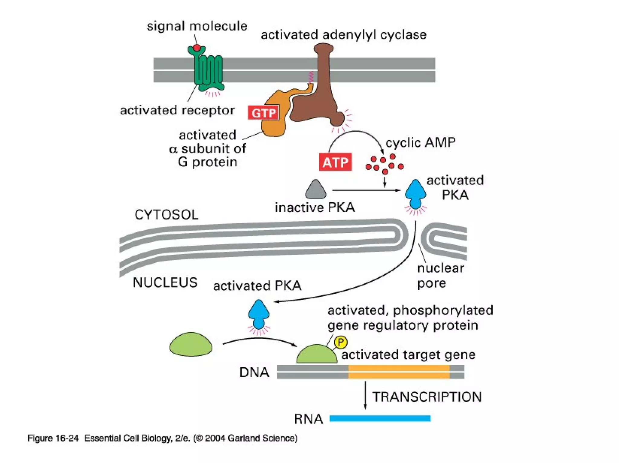 2nd messenger =
cAMP
Copyright © 2005 Pearson Prentice Hall, Inc.
 