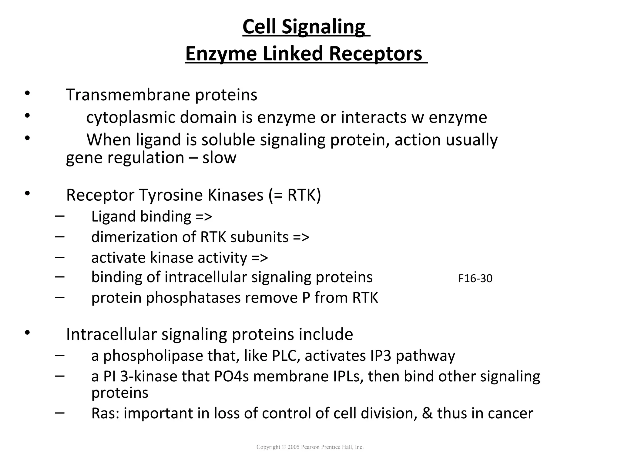 Cell Signaling
Enzyme Linked Receptors
• Transmembrane proteins
• cytoplasmic domain is enzyme or interacts w enzyme
• When ligand is soluble signaling protein, action usually
gene regulation – slow
• Receptor Tyrosine Kinases (= RTK)
– Ligand binding =>
– dimerization of RTK subunits =>
– activate kinase activity =>
– binding of intracellular signaling proteins F16-30
– protein phosphatases remove P from RTK
• Intracellular signaling proteins include
– a phospholipase that, like PLC, activates IP3 pathway
– a PI 3-kinase that PO4s membrane IPLs, then bind other signaling
proteins
– Ras: important in loss of control of cell division, & thus in cancer
Copyright © 2005 Pearson Prentice Hall, Inc.
 