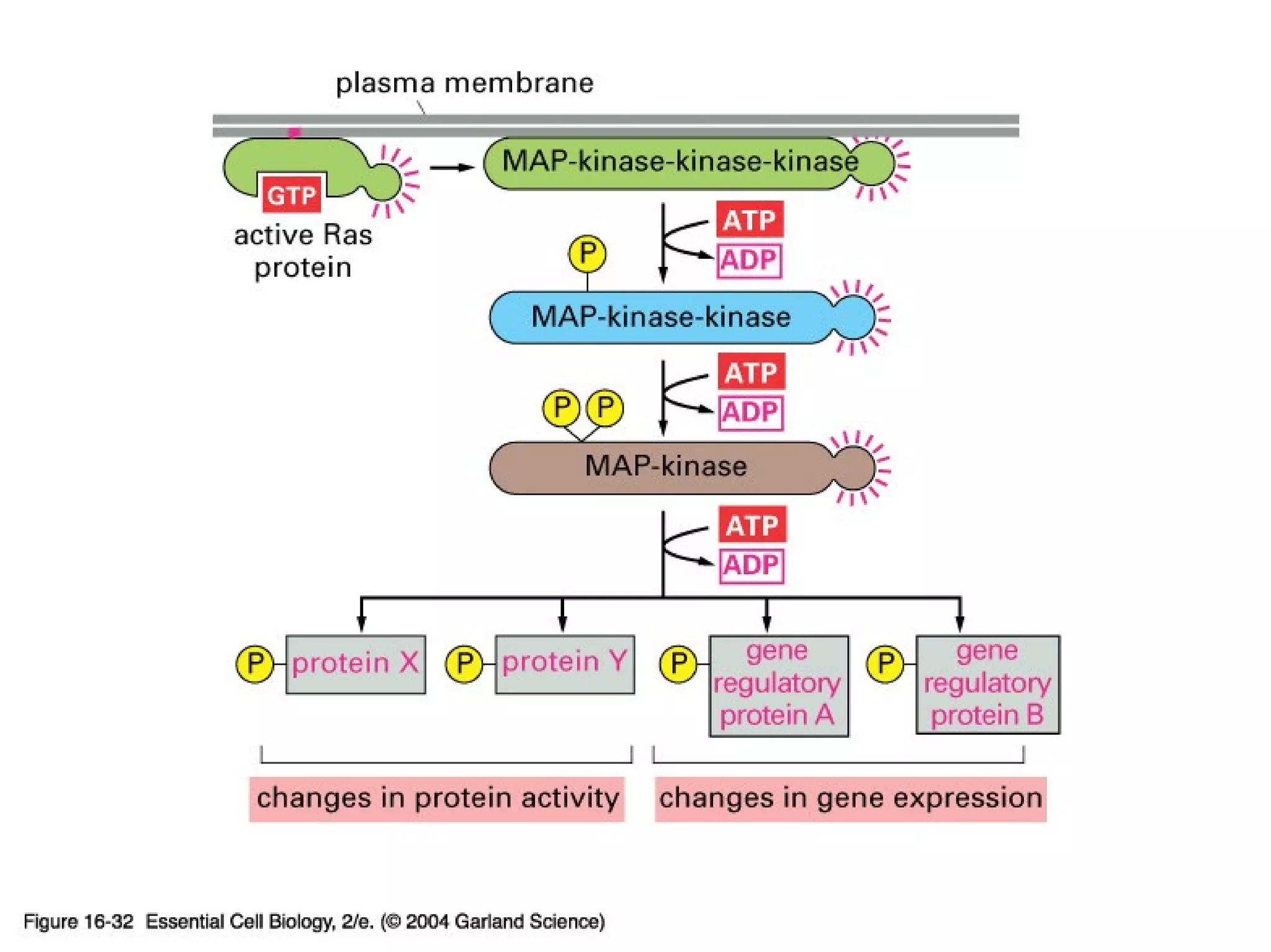 16_32_MAP-kinase.jpg
Copyright © 2005 Pearson Prentice Hall, Inc.
 
