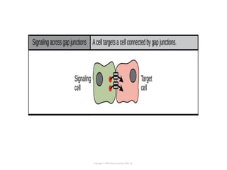 Copyright © 2005 Pearson Prentice Hall, Inc.
 