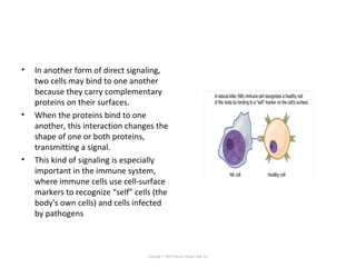 • In another form of direct signaling,
two cells may bind to one another
because they carry complementary
proteins on their surfaces.
• When the proteins bind to one
another, this interaction changes the
shape of one or both proteins,
transmitting a signal.
• This kind of signaling is especially
important in the immune system,
where immune cells use cell-surface
markers to recognize “self” cells (the
body's own cells) and cells infected
by pathogens
Copyright © 2005 Pearson Prentice Hall, Inc.
 