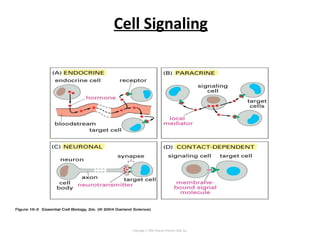 Cell Signaling
Copyright © 2005 Pearson Prentice Hall, Inc.
 