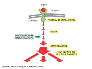 16_08_cascades.jpg
Copyright © 2005 Pearson Prentice Hall, Inc.
 