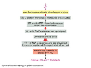 16_29_amplifies_light.jpg
Copyright © 2005 Pearson Prentice Hall, Inc.
 
