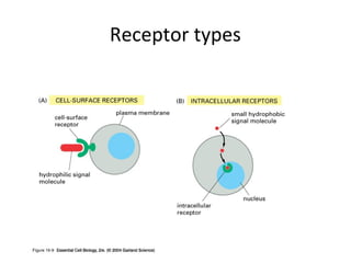 Receptor types
Copyright © 2005 Pearson Prentice Hall, Inc.
 