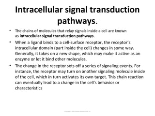 Intracellular signal transduction
pathways.
• The chains of molecules that relay signals inside a cell are known
as intracellular signal transduction pathways.
• When a ligand binds to a cell-surface receptor, the receptor’s
intracellular domain (part inside the cell) changes in some way.
Generally, it takes on a new shape, which may make it active as an
enzyme or let it bind other molecules.
• The change in the receptor sets off a series of signaling events. For
instance, the receptor may turn on another signaling molecule inside
of the cell, which in turn activates its own target. This chain reaction
can eventually lead to a change in the cell's behavior or
characteristics
Copyright © 2005 Pearson Prentice Hall, Inc.
 