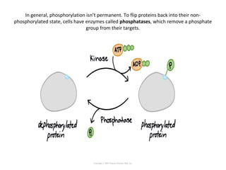 In general, phosphorylation isn’t permanent. To flip proteins back into their non-
phosphorylated state, cells have enzymes called phosphatases, which remove a phosphate
group from their targets.
Copyright © 2005 Pearson Prentice Hall, Inc.
 
