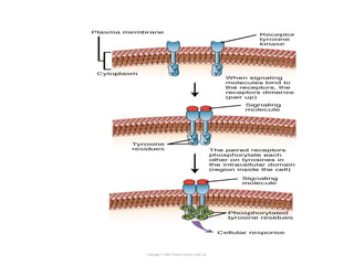 Copyright © 2005 Pearson Prentice Hall, Inc.
 