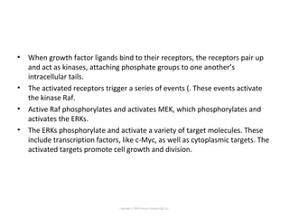 • When growth factor ligands bind to their receptors, the receptors pair up
and act as kinases, attaching phosphate groups to one another’s
intracellular tails.
• The activated receptors trigger a series of events (. These events activate
the kinase Raf.
• Active Raf phosphorylates and activates MEK, which phosphorylates and
activates the ERKs.
• The ERKs phosphorylate and activate a variety of target molecules. These
include transcription factors, like c-Myc, as well as cytoplasmic targets. The
activated targets promote cell growth and division.
Copyright © 2005 Pearson Prentice Hall, Inc.
 