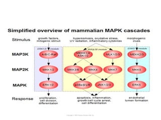 Copyright © 2005 Pearson Prentice Hall, Inc.
 