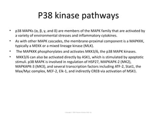 P38 kinase pathways
• p38 MAPKs (α, β, γ, and δ) are members of the MAPK family that are activated by
a variety of environmental stresses and inflammatory cytokines.
• As with other MAPK cascades, the membrane-proximal component is a MAPKKK,
typically a MEKK or a mixed lineage kinase (MLK).
• The MAPKKK phosphorylates and activates MKK3/6, the p38 MAPK kinases.
• MKK3/6 can also be activated directly by ASK1, which is stimulated by apoptotic
stimuli. p38 MAPK is involved in regulation of HSP27, MAPKAPK-2 (MK2),
MAPKAPK-3 (MK3), and several transcription factors including ATF-2, Stat1, the
Max/Myc complex, MEF-2, Elk-1, and indirectly CREB via activation of MSK1.
Copyright © 2005 Pearson Prentice Hall, Inc.
 