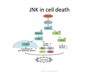 JNK in cell death
Copyright © 2005 Pearson Prentice Hall, Inc.
 