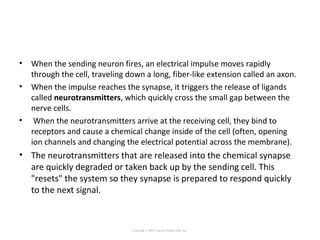 • When the sending neuron fires, an electrical impulse moves rapidly
through the cell, traveling down a long, fiber-like extension called an axon.
• When the impulse reaches the synapse, it triggers the release of ligands
called neurotransmitters, which quickly cross the small gap between the
nerve cells.
• When the neurotransmitters arrive at the receiving cell, they bind to
receptors and cause a chemical change inside of the cell (often, opening
ion channels and changing the electrical potential across the membrane).
• The neurotransmitters that are released into the chemical synapse
are quickly degraded or taken back up by the sending cell. This
"resets" the system so they synapse is prepared to respond quickly
to the next signal.
Copyright © 2005 Pearson Prentice Hall, Inc.
 