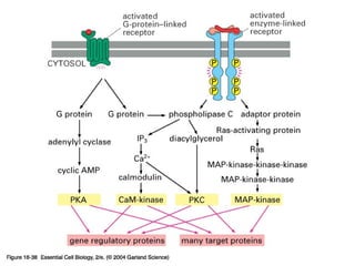 16_38_Signal_pathways.jpg
Copyright © 2005 Pearson Prentice Hall, Inc.
 