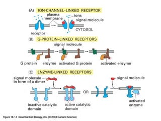 16_14_3_basic_classes.jpg
Copyright © 2005 Pearson Prentice Hall, Inc.
 