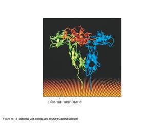 16_13_receptor_protein.jpg
Copyright © 2005 Pearson Prentice Hall, Inc.
 