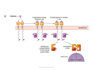 Copyright © 2005 Pearson Prentice Hall, Inc.
 