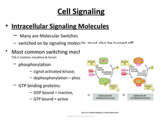 Cell Signaling
• Intracellular Signaling Molecules
– Many are Molecular Switches
– switched on by signaling molecule, must also be turned off
• Most common switching mechanisms
T16-2 nicotine, morphine & heroin
– phosphorylation F16-15A
– signal activated kinase;
– dephosphorylation – phosphatase
– GTP binding proteins: F16-15B
– GDP bound = inactive,
– GTP bound = active
Copyright © 2005 Pearson Prentice Hall, Inc.
 