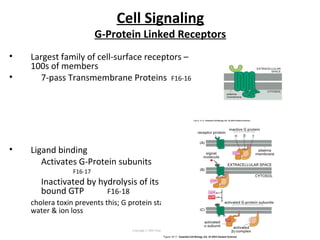 Cell Signaling
G-Protein Linked Receptors
• Largest family of cell-surface receptors –
100s of members
• 7-pass Transmembrane Proteins F16-16
• Ligand binding
Activates G-Protein subunits
F16-17
Inactivated by hydrolysis of its own
bound GTP F16-18
cholera toxin prevents this; G protein stays on =>
water & ion loss
Copyright © 2005 Pearson Prentice Hall, Inc.
 