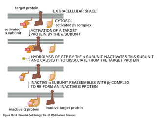 16_18_Gprot_subunit.jpg
Copyright © 2005 Pearson Prentice Hall, Inc.
 