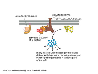 Some activate membrane-bound enzymes =>
increase “2nd messengers”
Copyright © 2005 Pearson Prentice Hall, Inc.
 