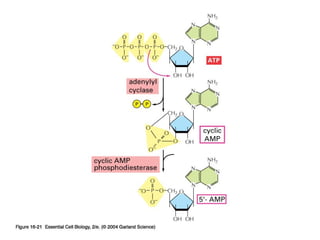 2nd messenger =
cAMP
Copyright © 2005 Pearson Prentice Hall, Inc.
 