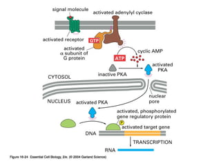 2nd messenger =
cAMP
Copyright © 2005 Pearson Prentice Hall, Inc.
 