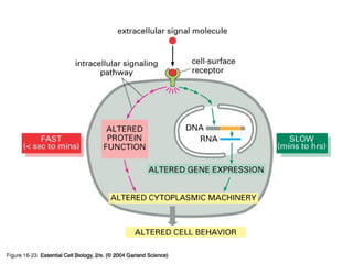 16_23_slowly_rapidly.jpg
Copyright © 2005 Pearson Prentice Hall, Inc.
 
