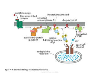 2nd messengers =
IP3 & DAG
Copyright © 2005 Pearson Prentice Hall, Inc.
 