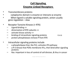 Cell Signaling
Enzyme Linked Receptors
• Transmembrane proteins
• cytoplasmic domain is enzyme or interacts w enzyme
• When ligand is soluble signaling protein, action usually
gene regulation – slow
• Receptor Tyrosine Kinases (= RTK)
– Ligand binding =>
– dimerization of RTK subunits =>
– activate kinase activity =>
– binding of intracellular signaling proteins F16-30
– protein phosphatases remove P from RTK
• Intracellular signaling proteins include
– a phospholipase that, like PLC, activates IP3 pathway
– a PI 3-kinase that PO4s membrane IPLs, then bind other signaling
proteins
– Ras: important in loss of control of cell division, & thus in cancer
Copyright © 2005 Pearson Prentice Hall, Inc.
 